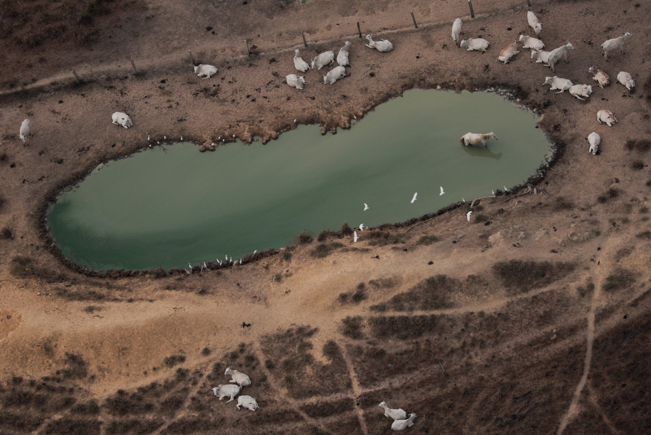 An aerial view shows cattle on a deforested plot of the Amazon near Porto Velho, Rondonia State, Brazil.