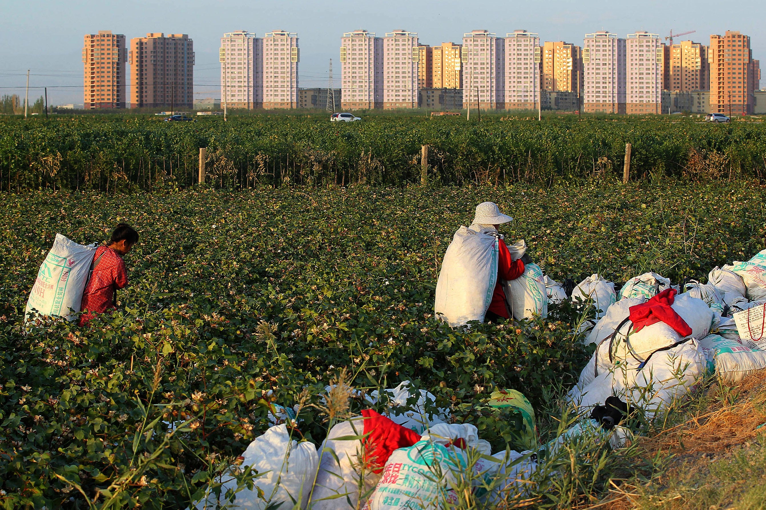 Workers carry bags as they harvest cotton in a field in Hami in western China's Xinjiang Uyghur Autonomous Region, September 21, 2016.