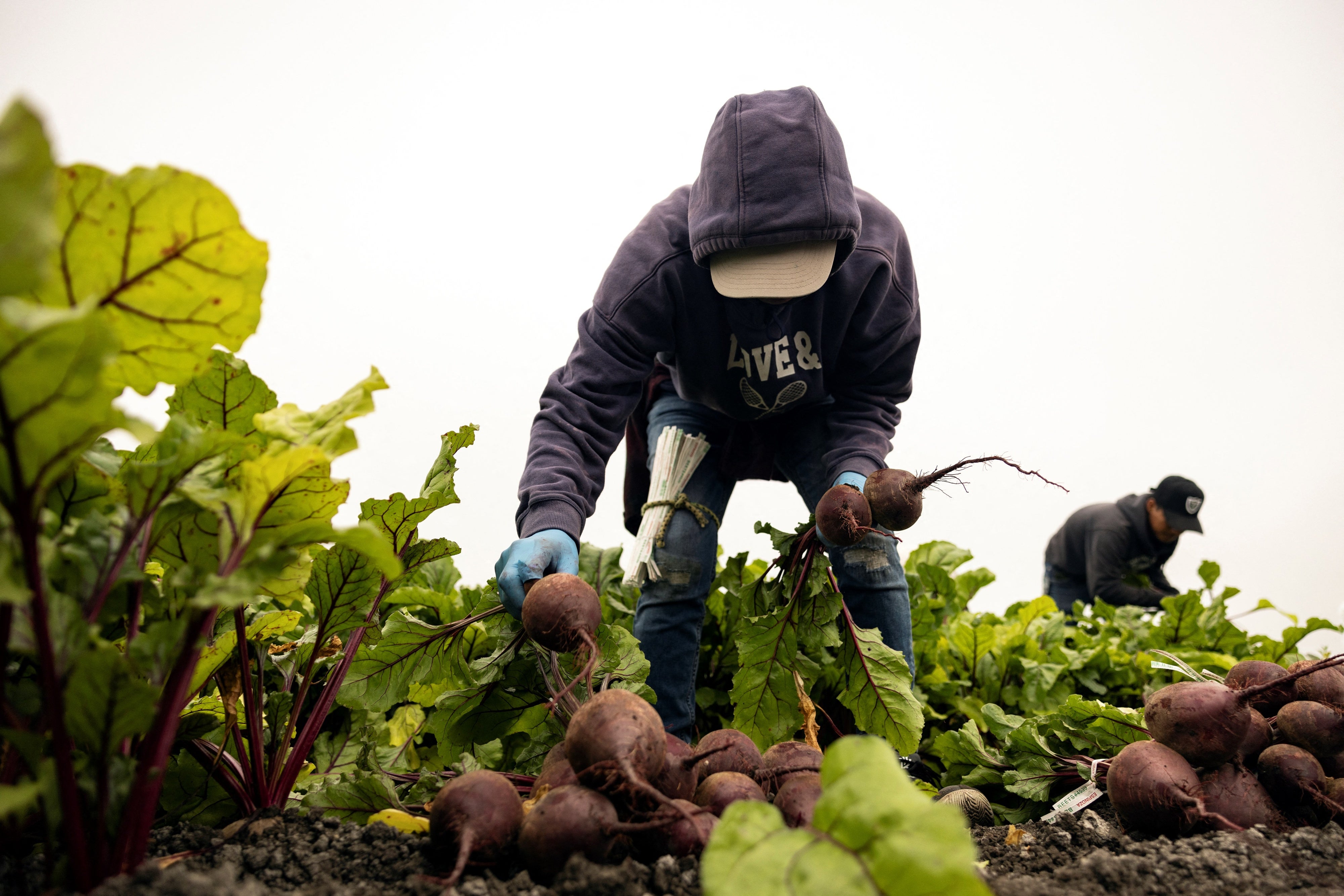 A farmworker picks beets in a field early in the morning on a farm in southern California, July 3, 2024. 