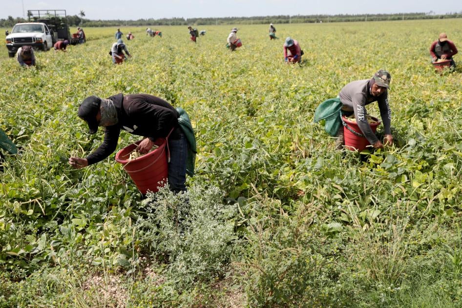 Farmworkers, considered essential workers under the Covid-19 pandemic, harvest beans in Homestead, Florida, May 12, 2020. 