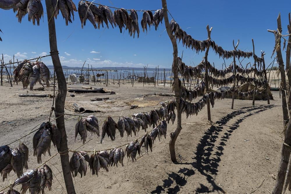 Fish drying in Longech village