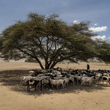 日正当中牧羊男孩们在树下为羊群庇荫。